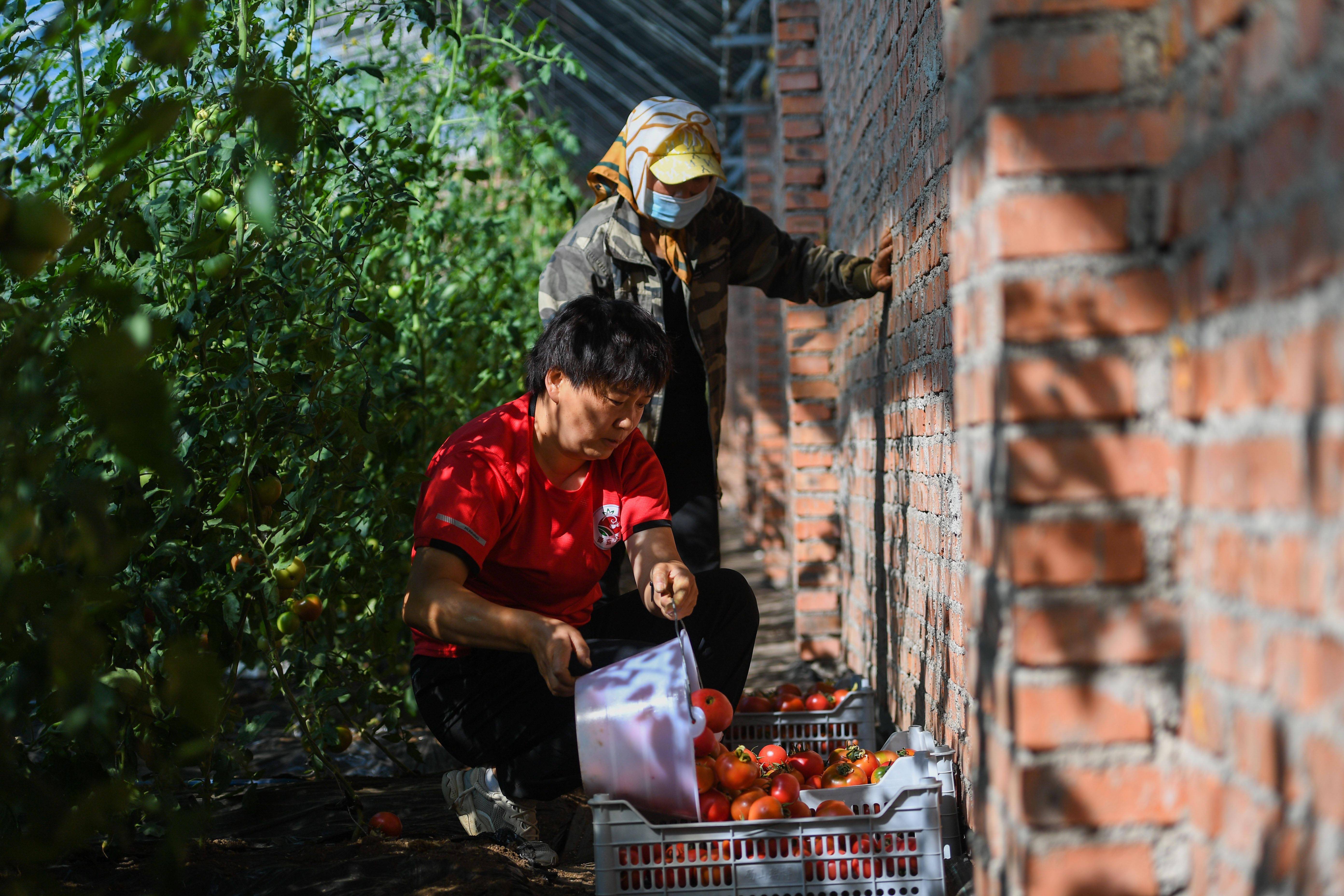 致富能人齐晓景的新憧憬让乡村能人多起来