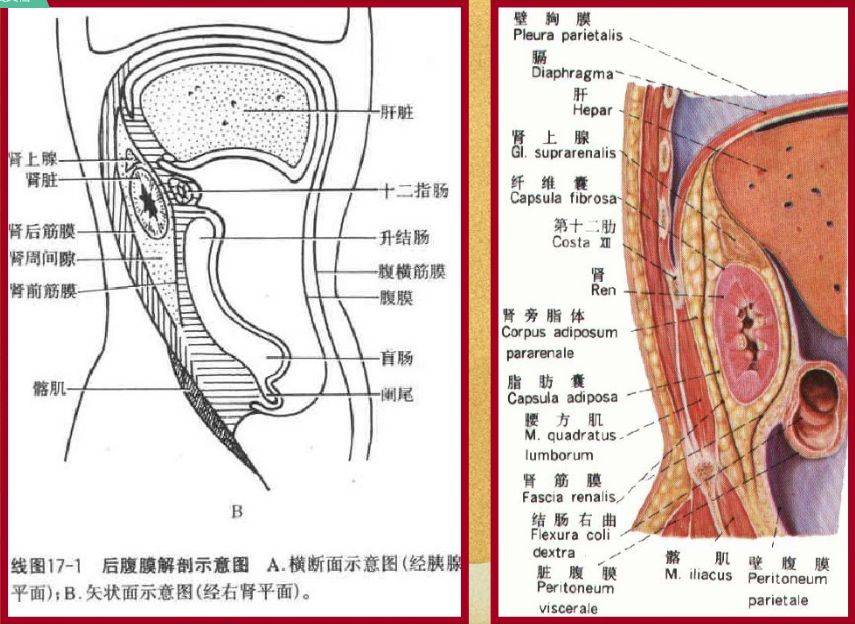 腹壁脊柱腹腔腹膜後間隙解剖