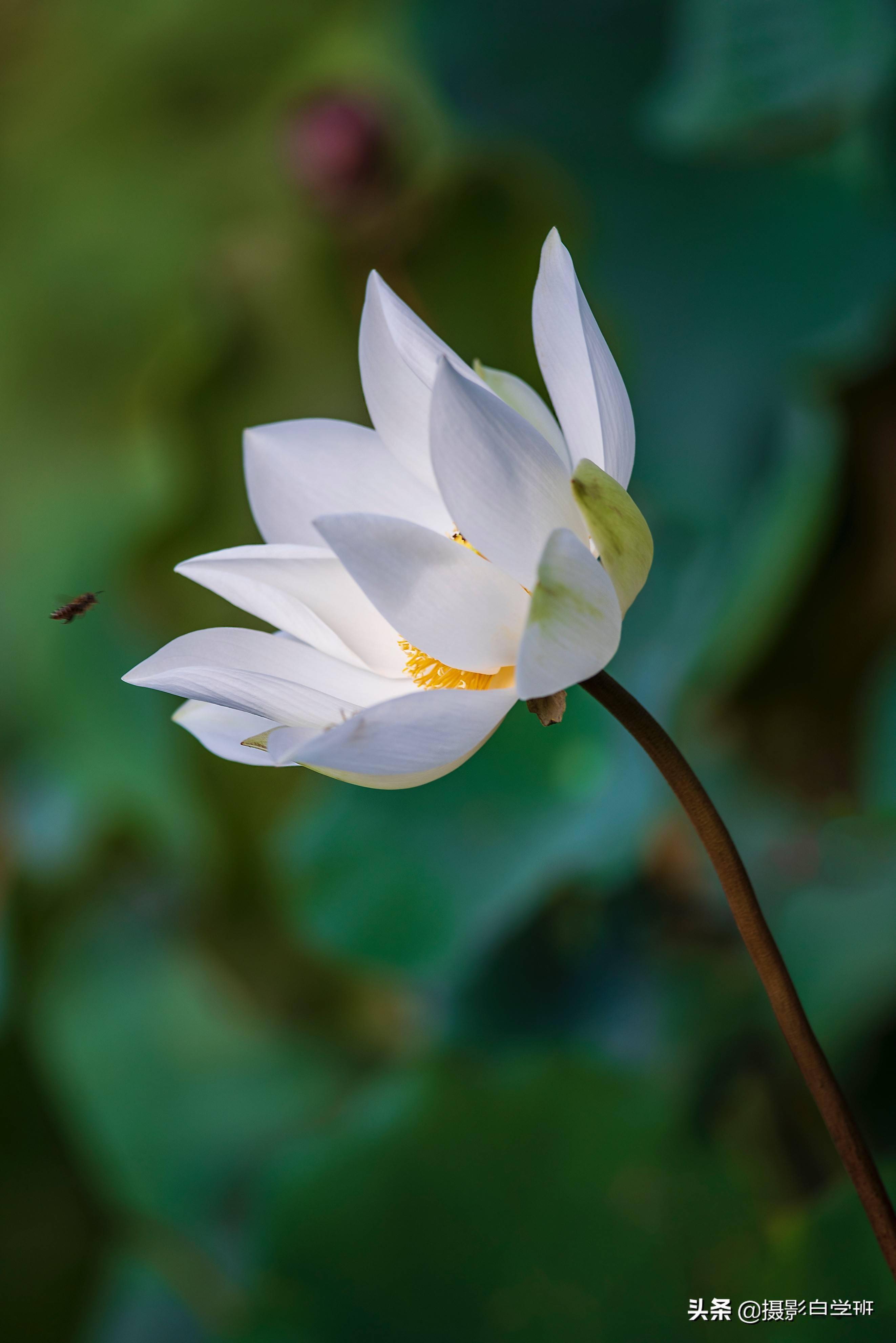 5组荷花照片点评看别人错误改自己缺点拍更好看的荷花照片