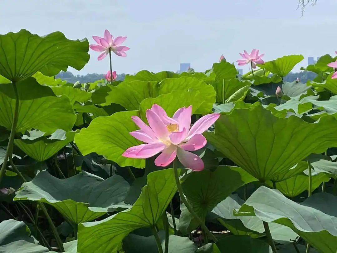 據瞭解,玄武湖景區內種植荷花近500畝,景區工作人員告訴記者,景區主要