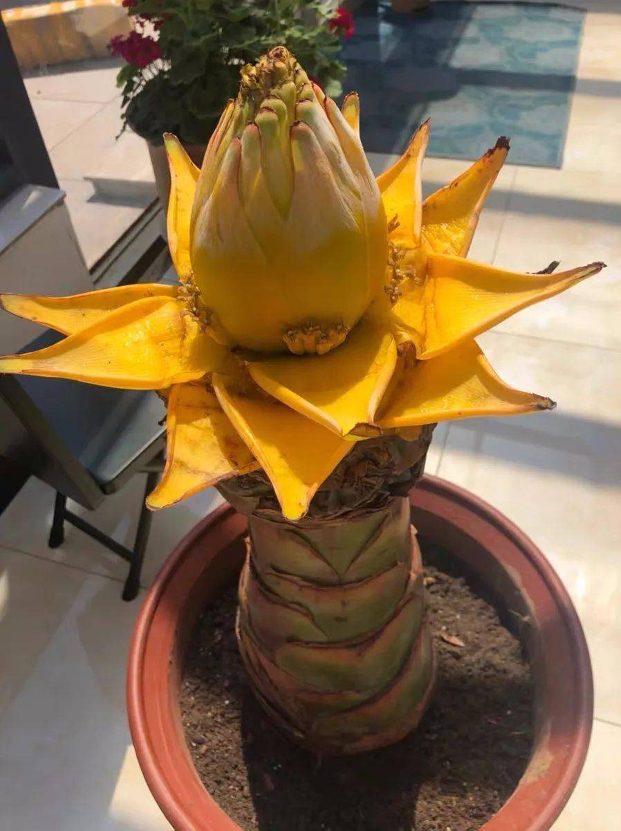 6种佛教圣花家里养上一盆清雅又漂亮养心又养身