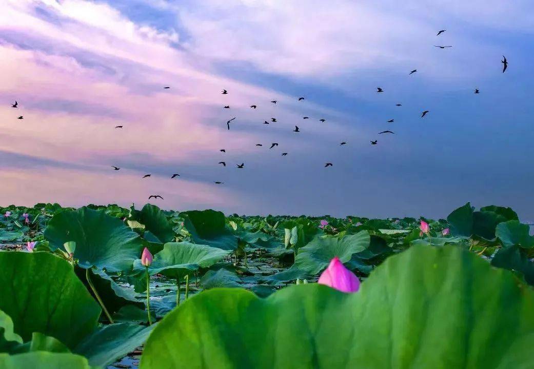 六月湖北好风光赏荷正当时