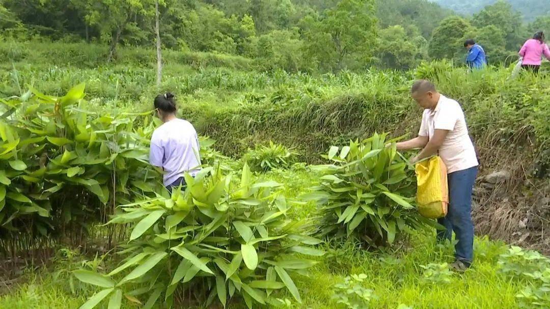 江西粽叶种植基地图片