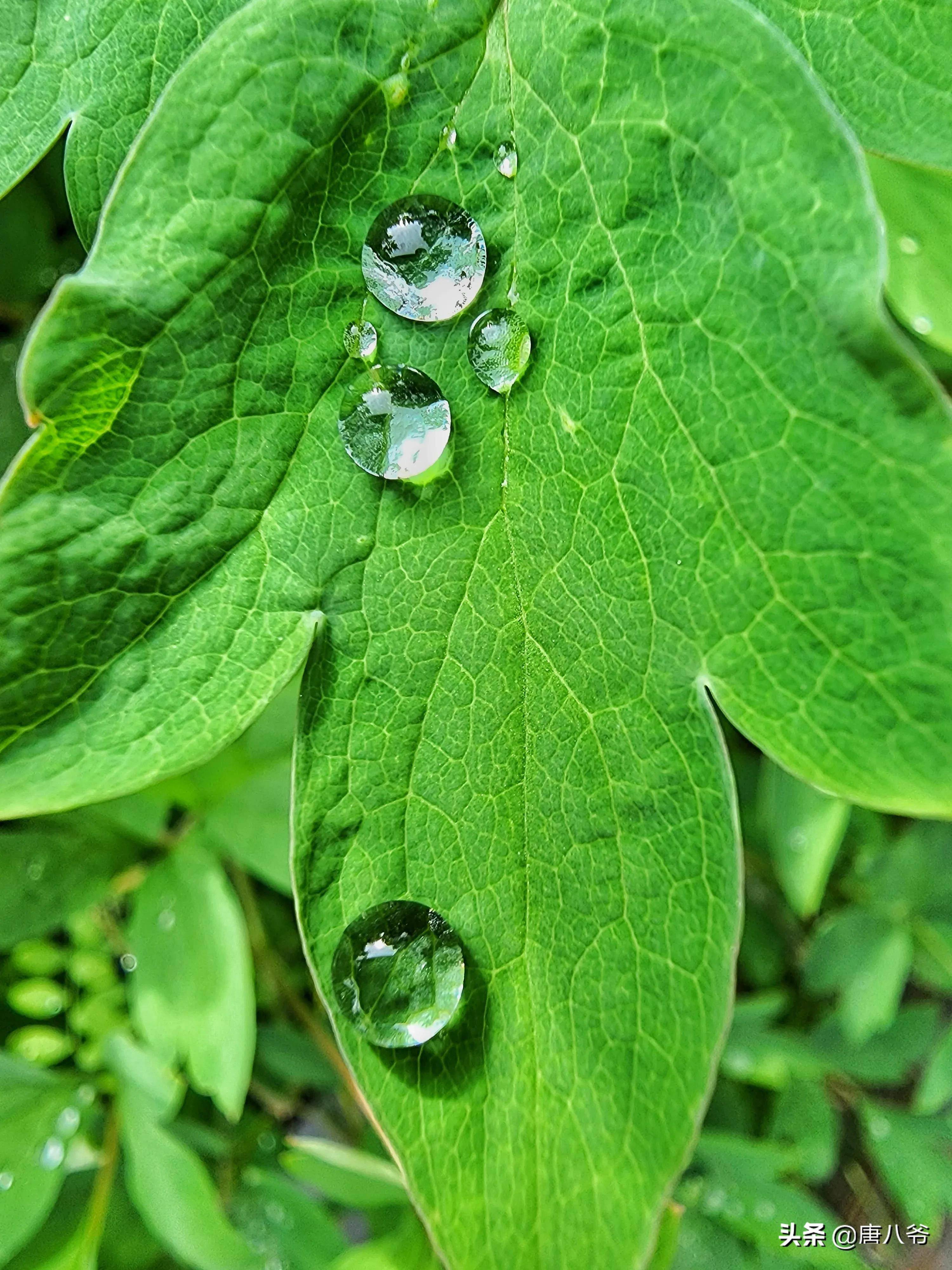 雨后小小露珠