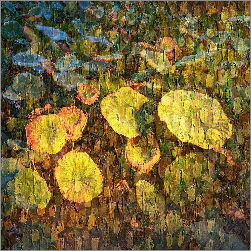 会员佳作 | 石广智:荷塘印象_摄影_作品_油画