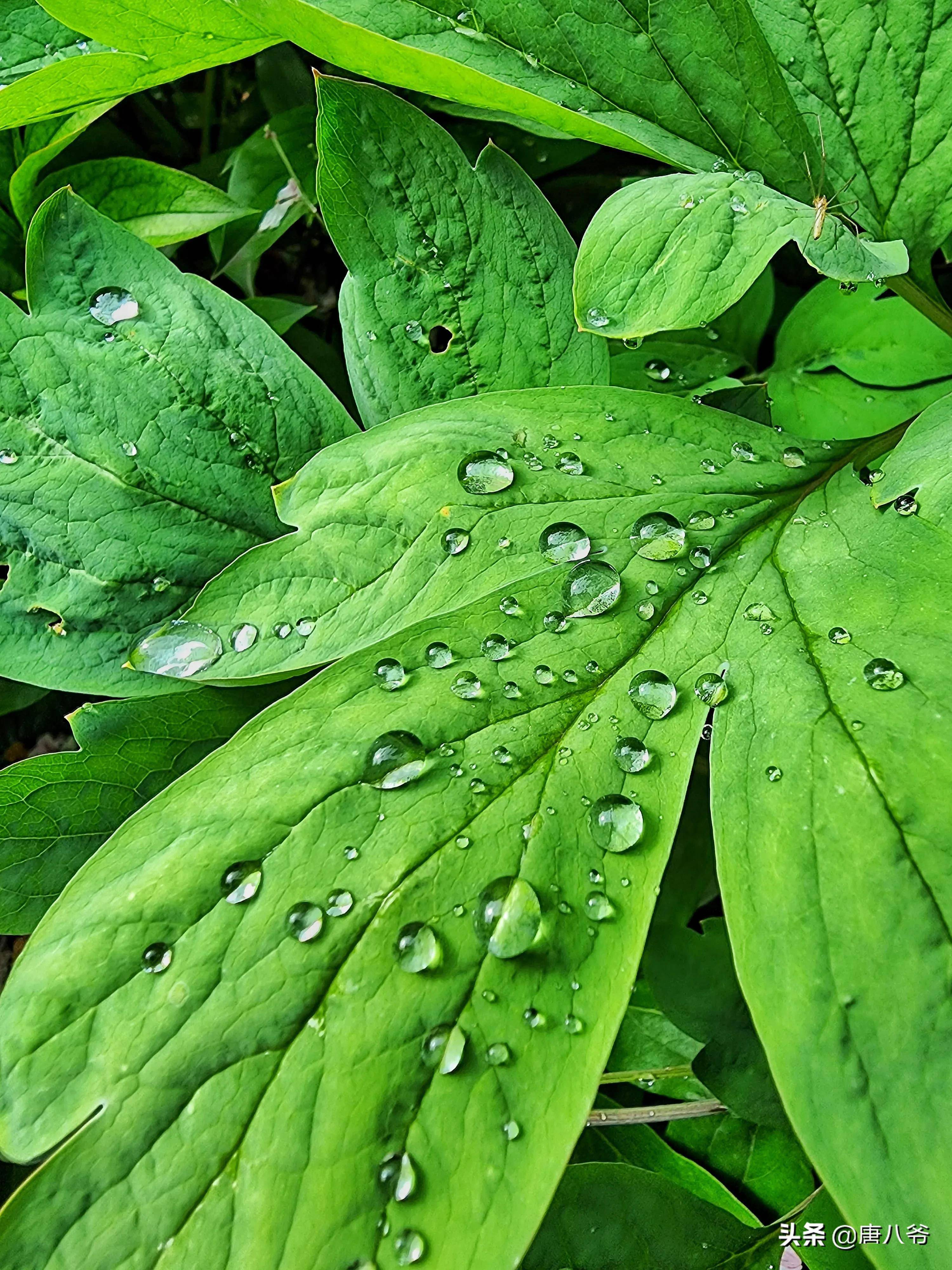 雨後小小露珠_珍珠_露珠