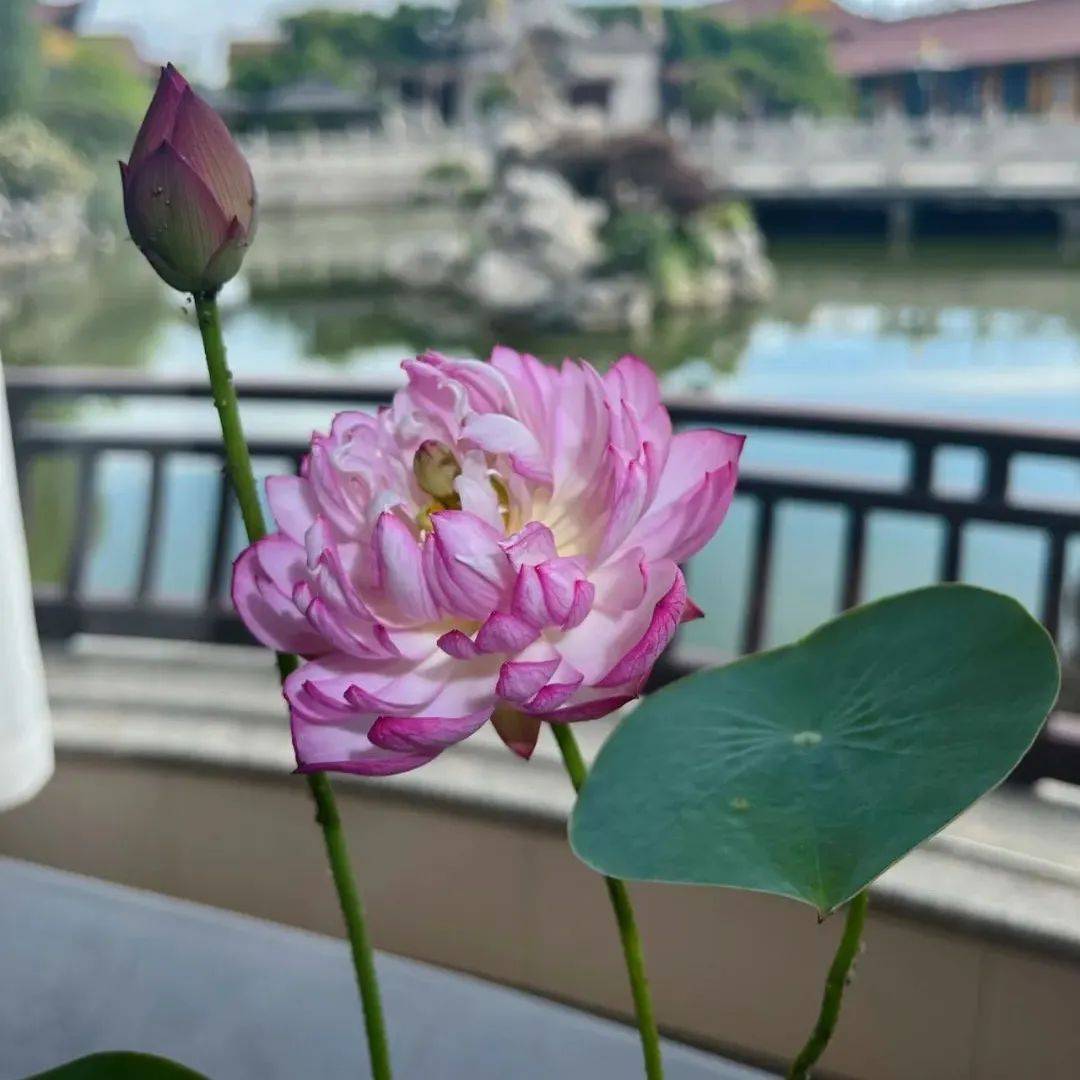 【佛教故事】一次施舍的福德_佛陀_比丘_天王