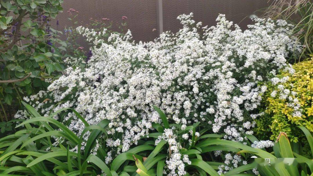 柳叶白菀为多年生草本植物,容器规格(1加仑),建议种植密度(16盆/m2)