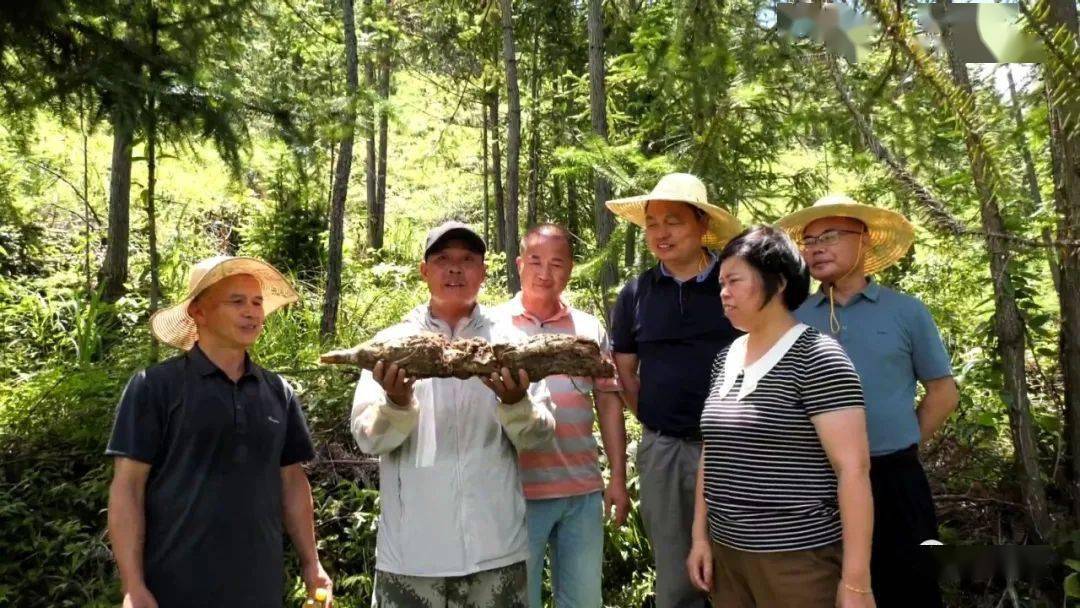 长汀县童坊镇3000多亩茯苓喜获丰收_发展_种植户_树兜