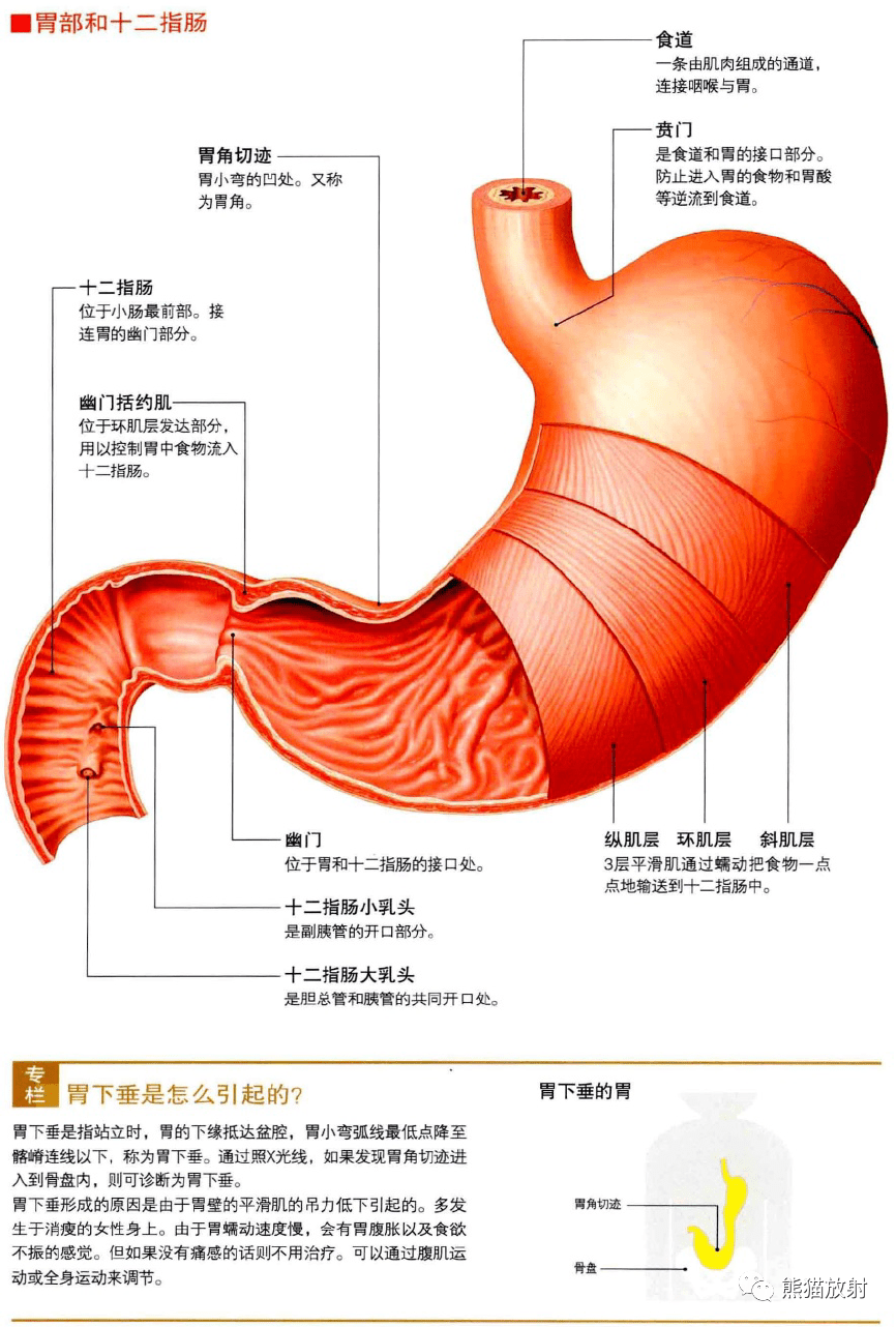 3d解剖丨胃腸道肝膽胰