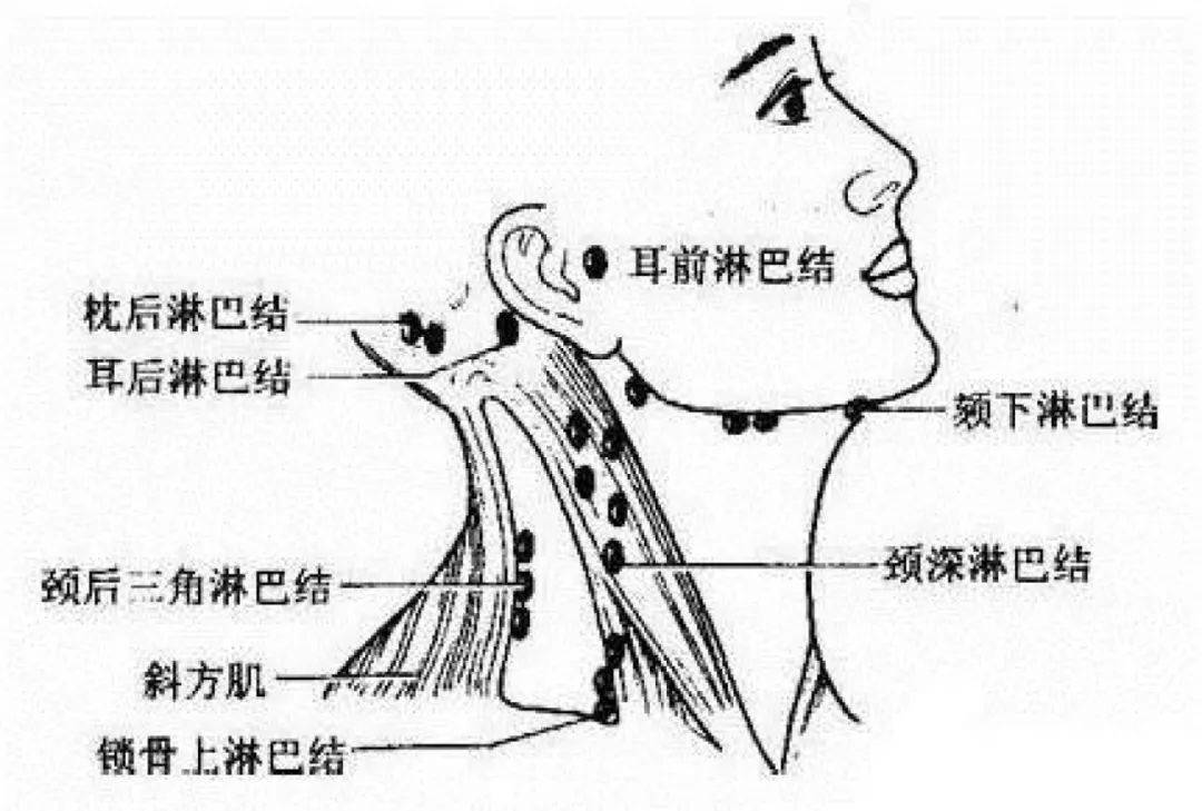 人体3处淋巴决定生死,不是危言耸听!淋巴排毒意义重大!