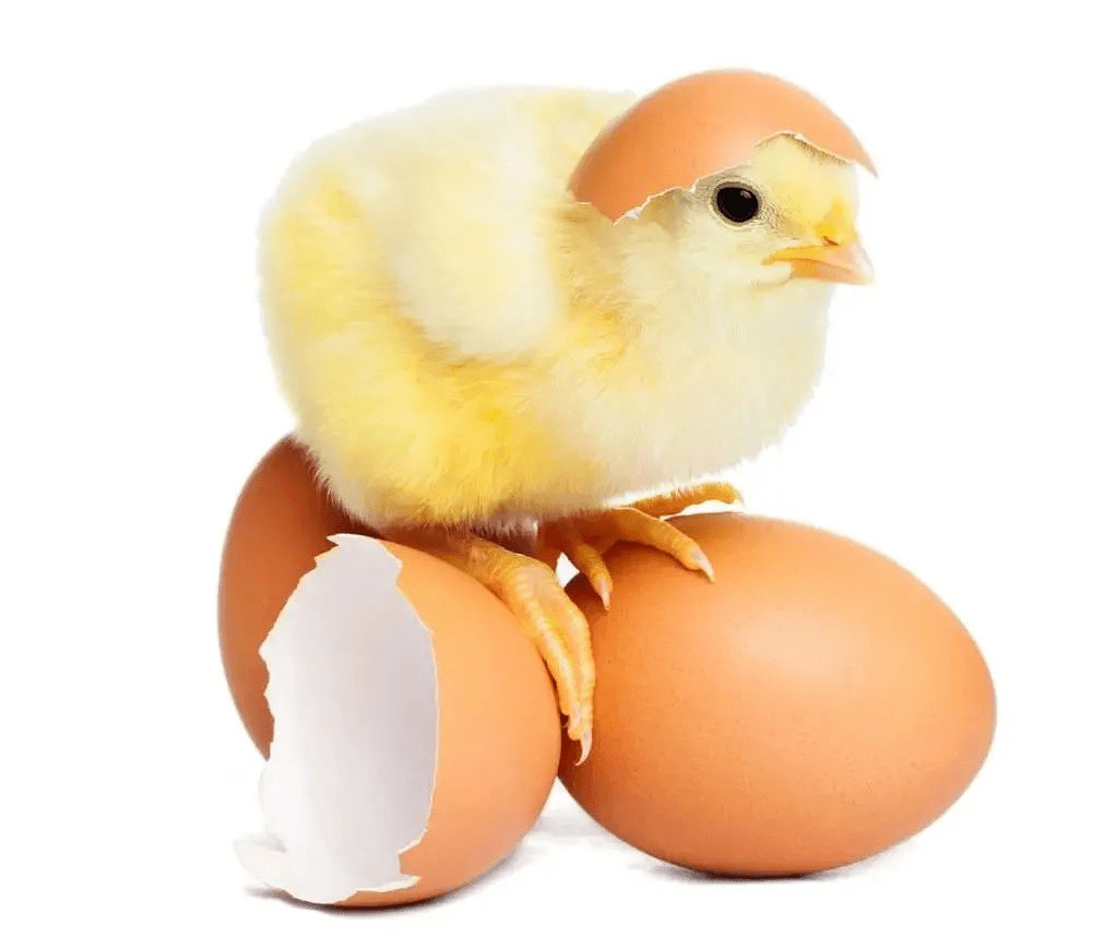 母鸡只要天天守着鸡蛋,用自己的体温焐着,小鸡就会破壳而出