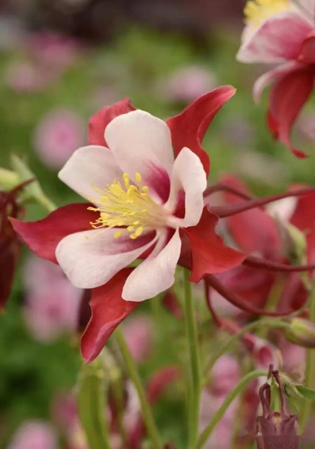 花园里的小仙女大花耧斗菜新品