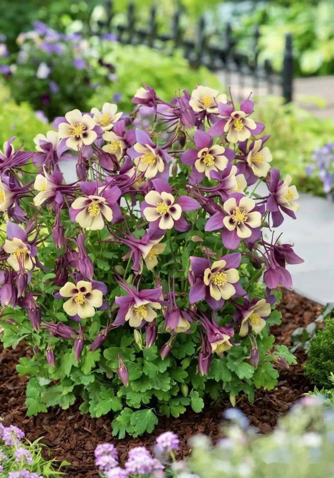 花园里的小仙女大花耧斗菜新品