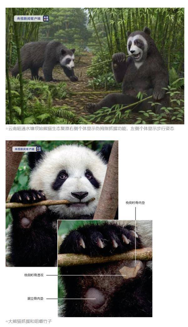 大熊猫的祖先图片