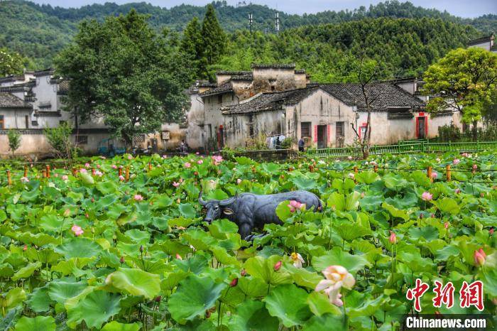 世界文化遗产地西递村：映日荷花别样红