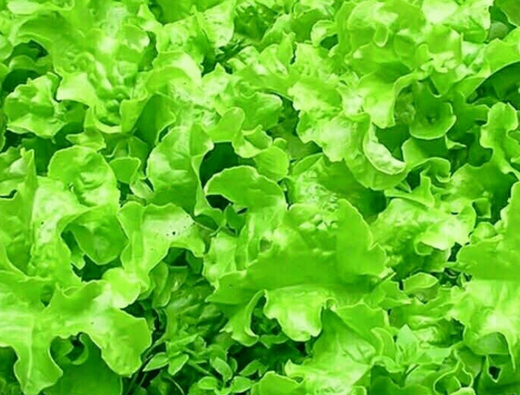 生菜和春菜的区别,主要在于这3点,赶紧来学学_食用_叶片_叶用
