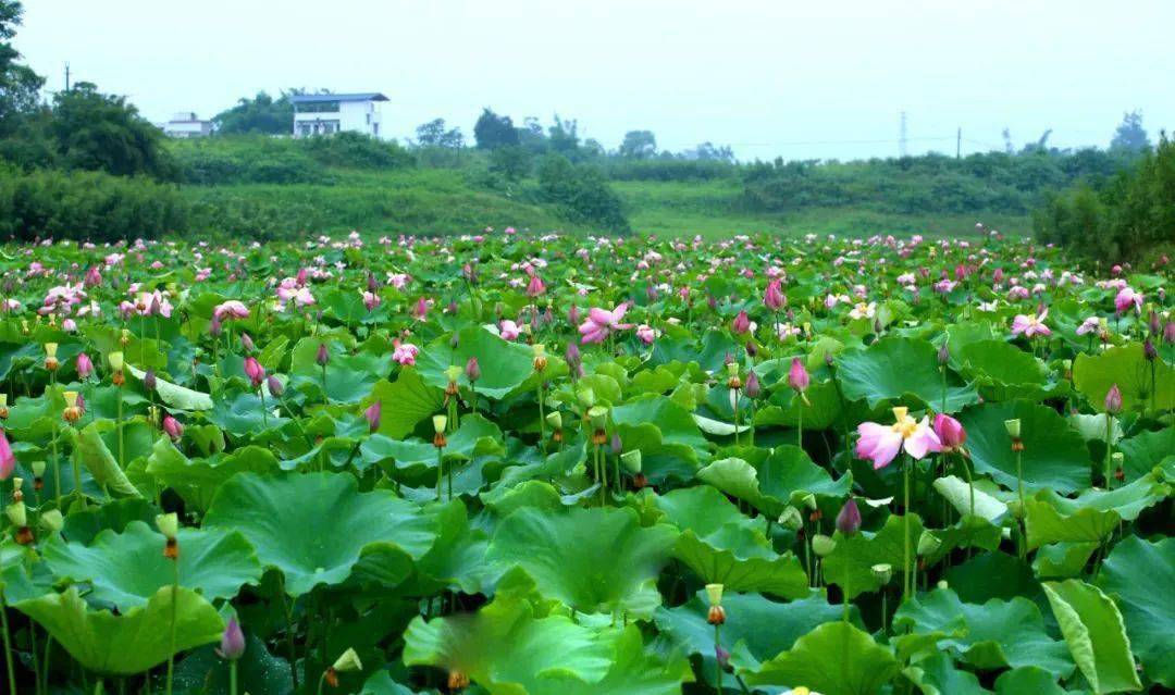 美!美!荣昌惊现一大片花海,快来拍照啦