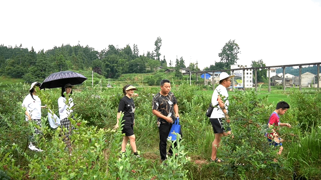 黎平县新寨屯村：蓝莓产业助振兴