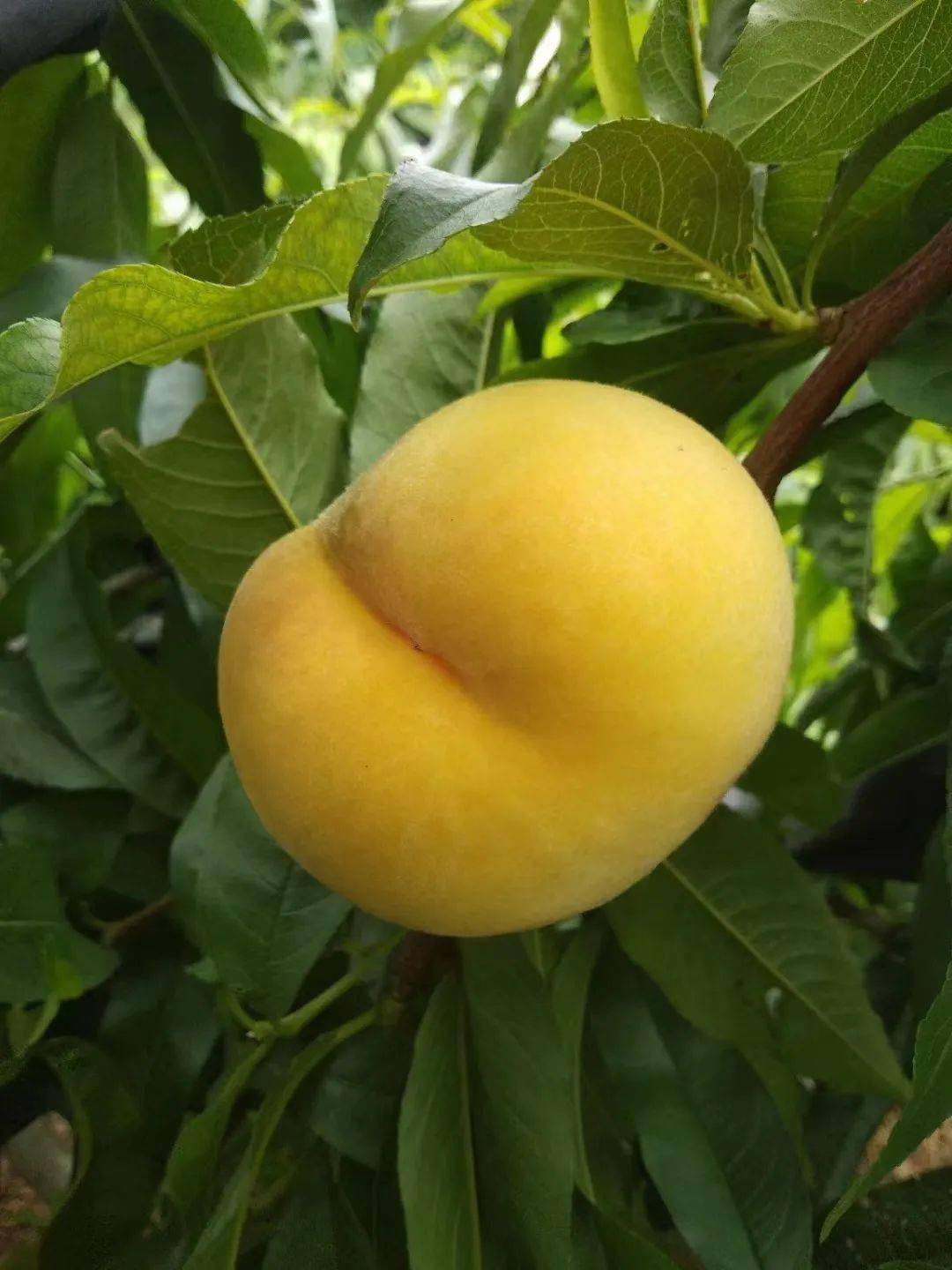 蒙阴网红黄桃 黄油蟠桃限量发售中!_口感_桃子_蜜桃