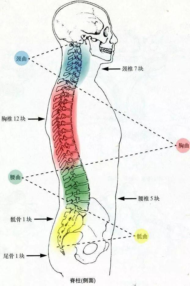 20歲的年齡50歲的頸椎打工人收好這份自救指南