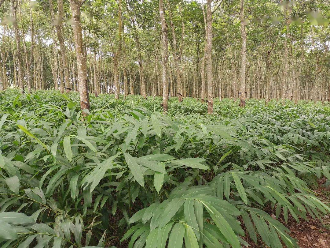 雨林英才五年贡献奖推广砂仁种植的致富引路人张丽霞