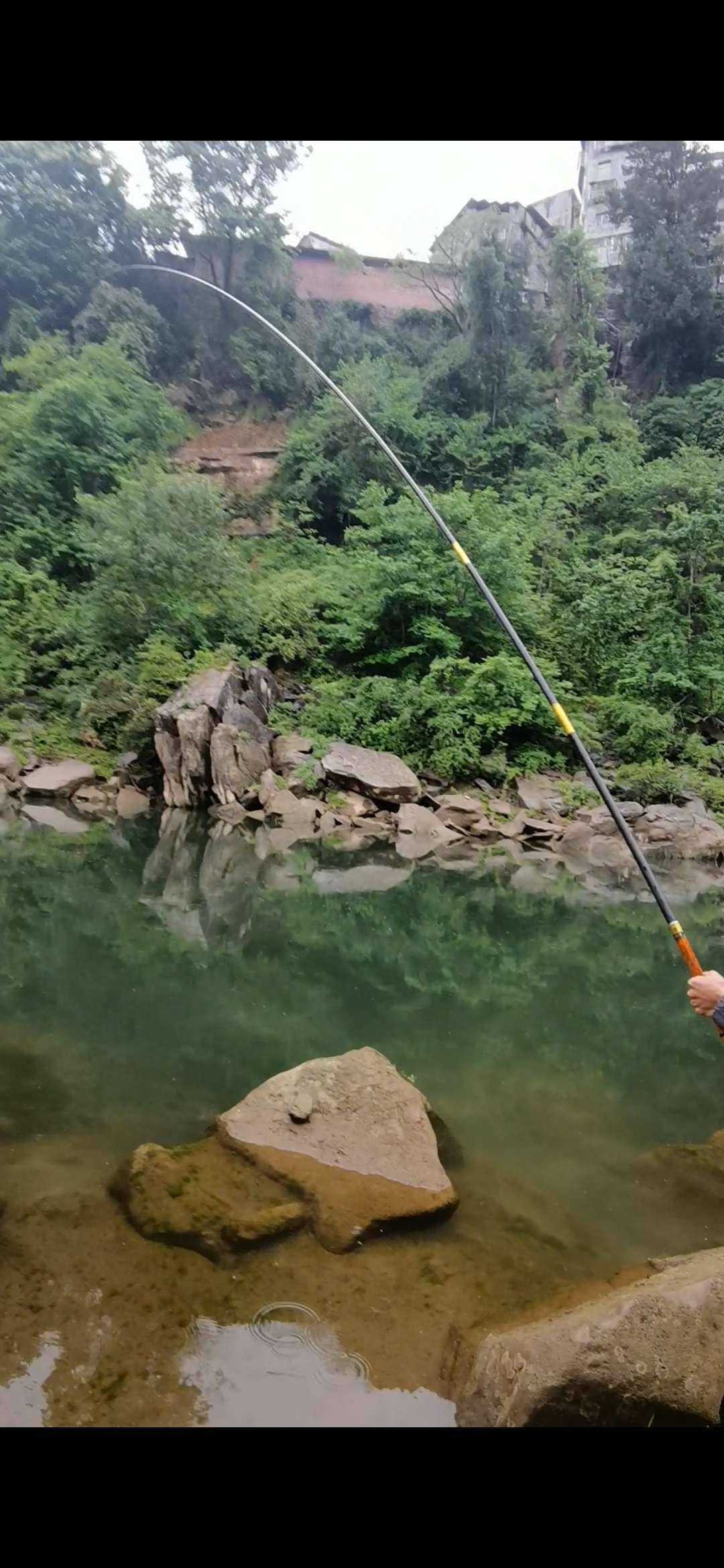 谷麦逗钓狂拔野生大鲤鱼