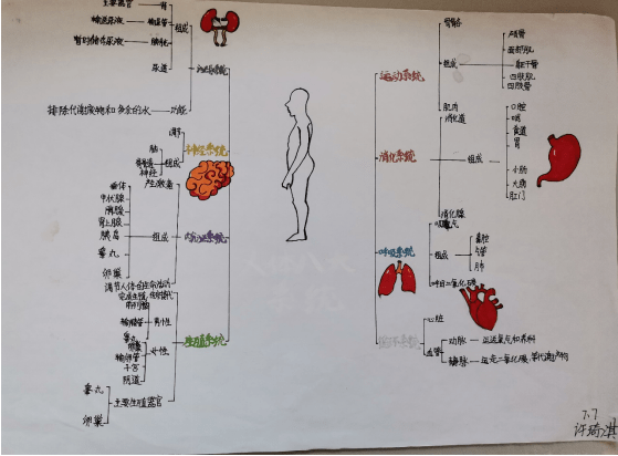 七下人体结构手抄报图片