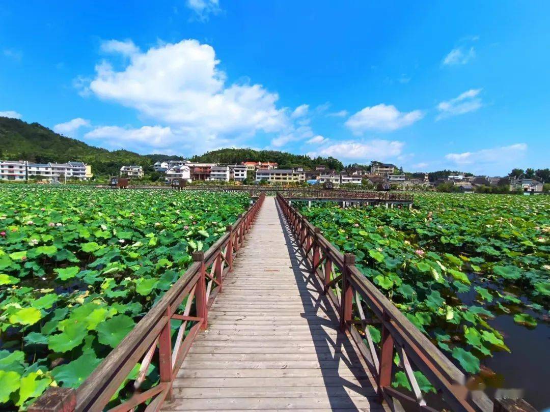 夏日炎炎,不如来宁都一起赏荷花~