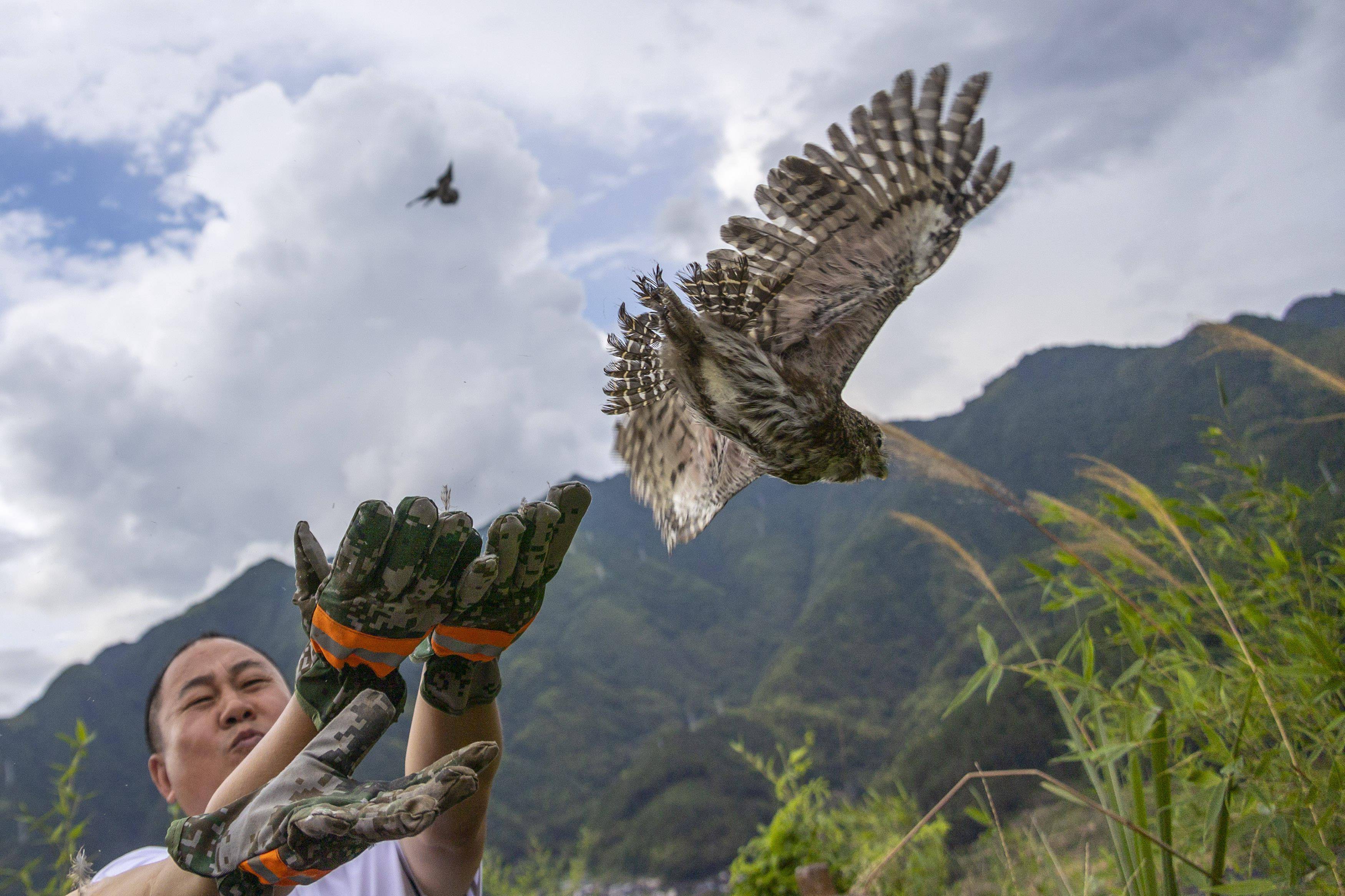 浙江景宁:放飞救助治愈的猫头鹰_保护_新华社_李肃