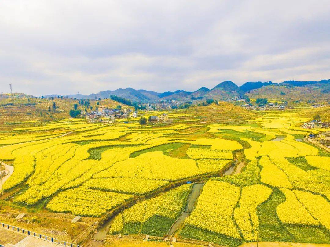 县区播州区茅栗镇菜油飘香富农家
