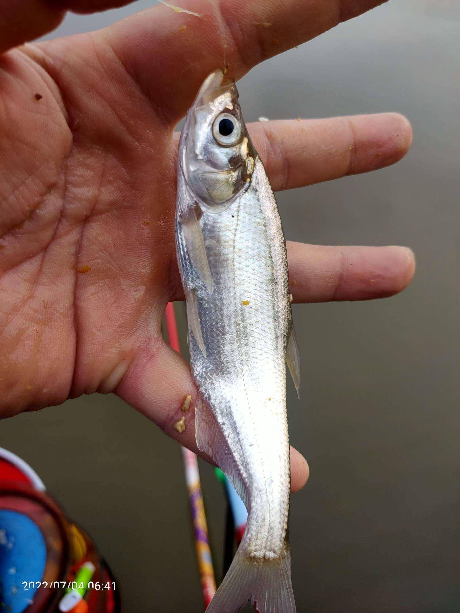鱼王饵料擒鲫香白条青稍齐飞扬