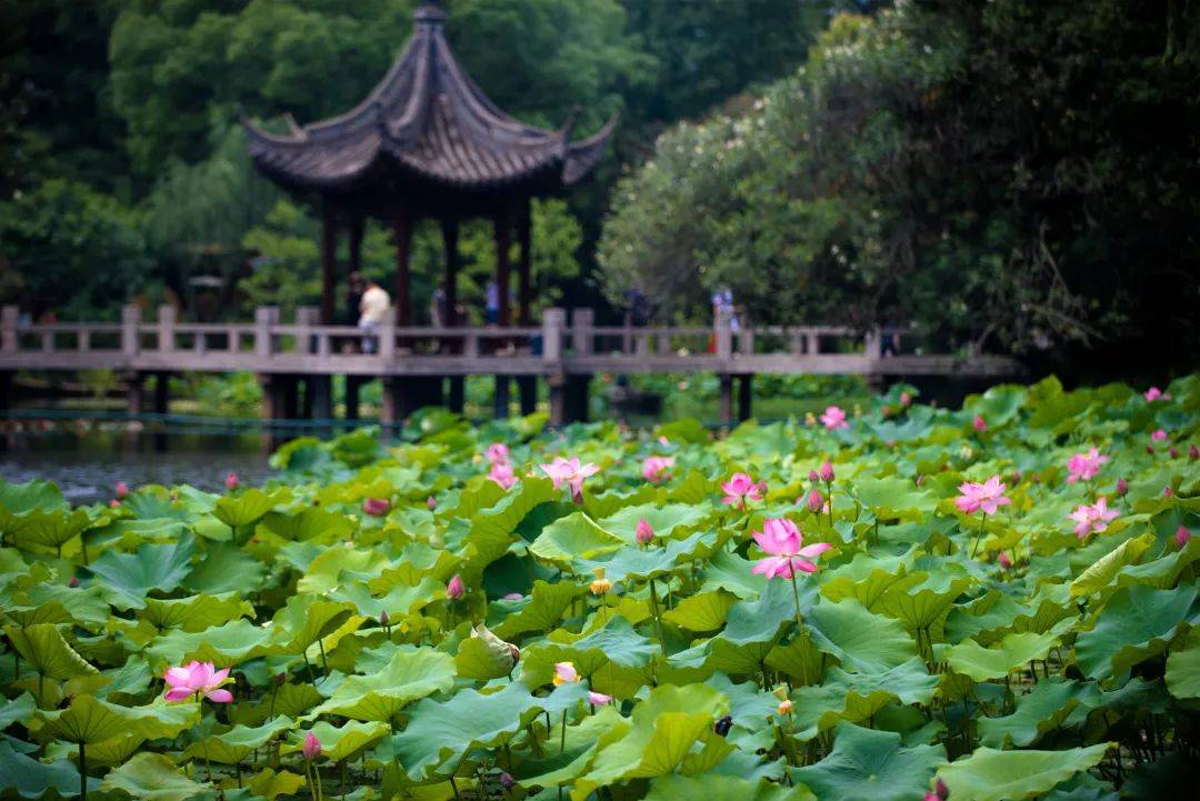 上海公园特色植物区|五百年古猗园“荷”您有约_荷花_赏荷_睡莲