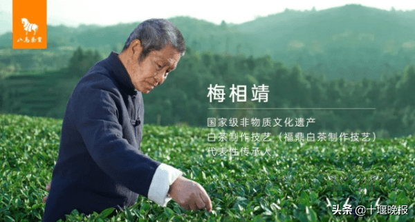 八马茶业怎么样?_技艺_梅相靖_白牡丹