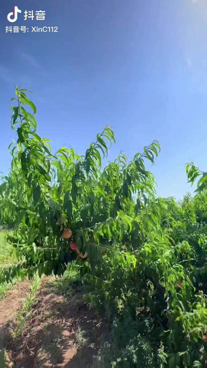 陝西高山種植水蜜桃成熟了優質農產品新農人計劃三農