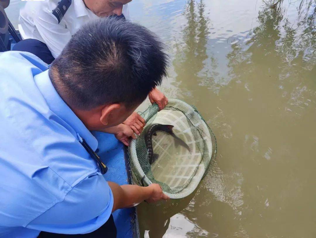 中华鲟被中国列为国家一级保护动物,随着长江十年禁捕和阳新富河流域
