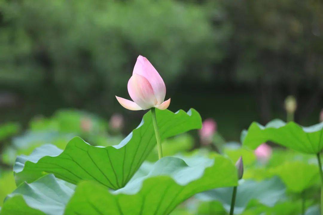 美美美海淀各大公园荷花绽放快拿去做头像