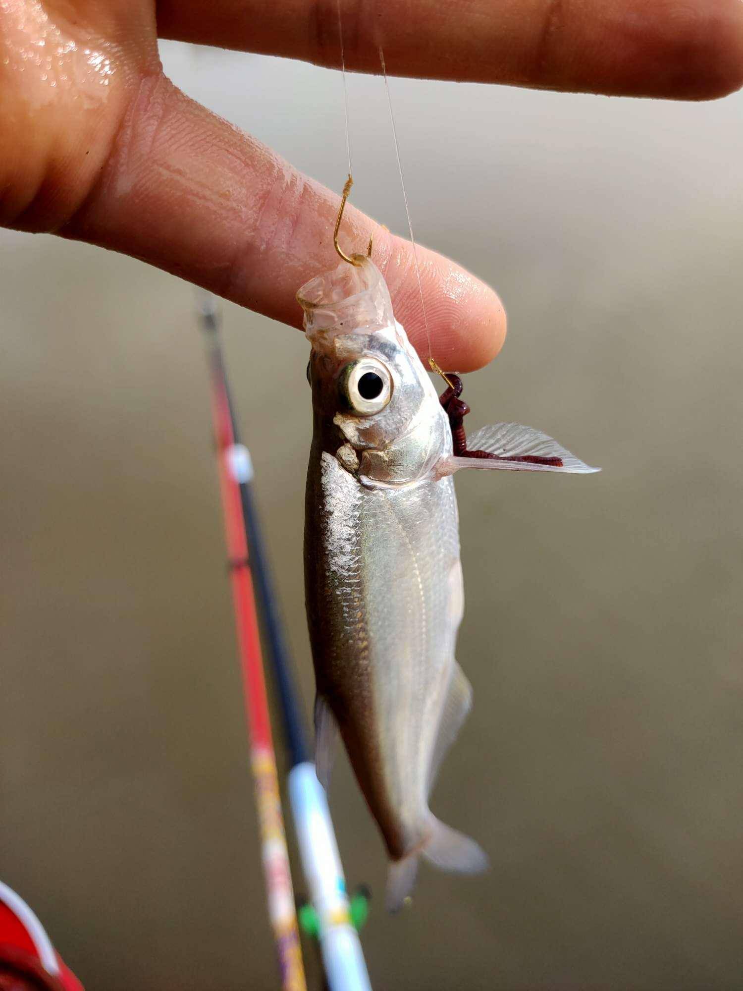 白条青稍闹金晨竿起竿落随风起