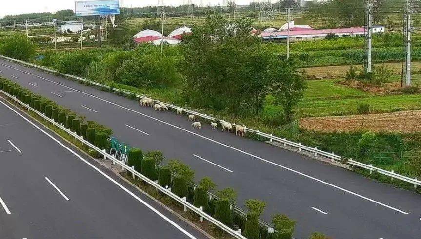 危险s22盐蚌高速公路上闯入一群山羊在公路上逆行奔跑