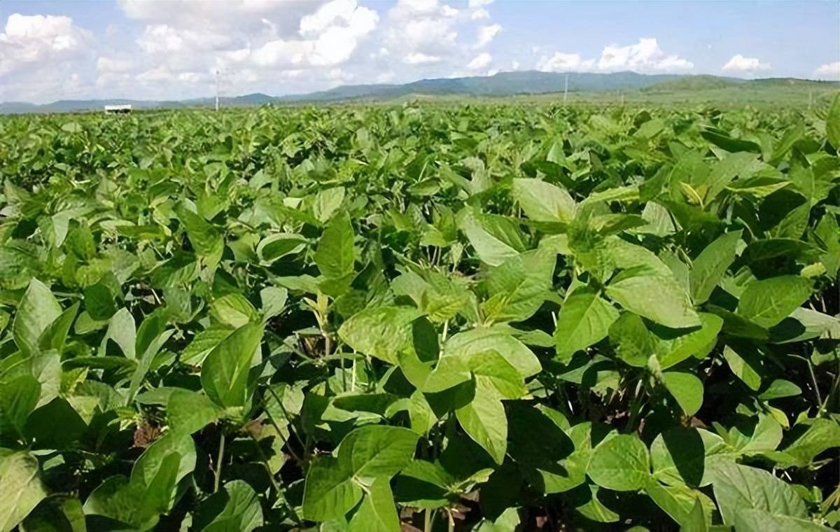 咪唑乙烟酸别在豆田稻田施用