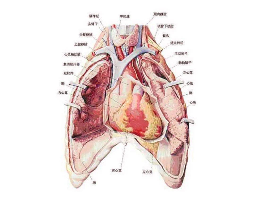 胸腔组织结构图图片