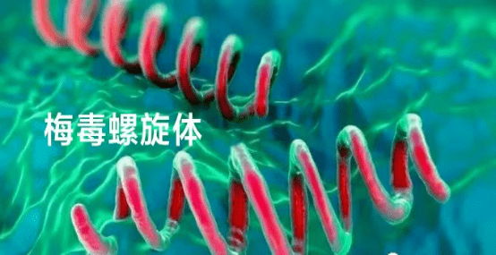 梅毒螺原体图片