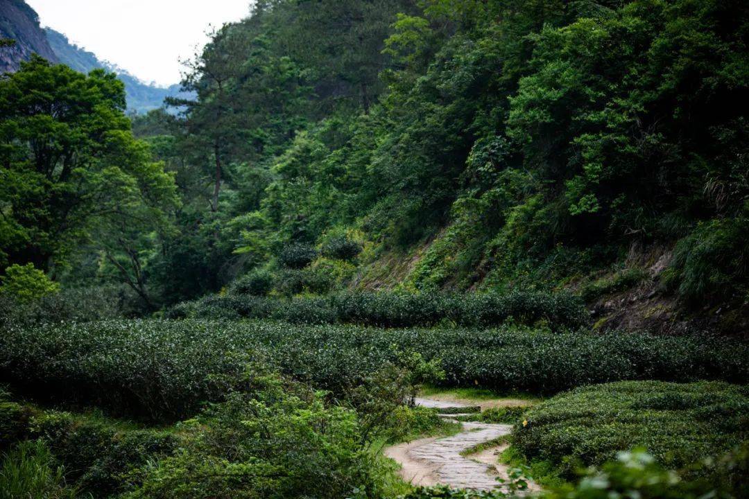 山场说 | 慧苑清幽,名丛圣地_岩头_老枞_水仙