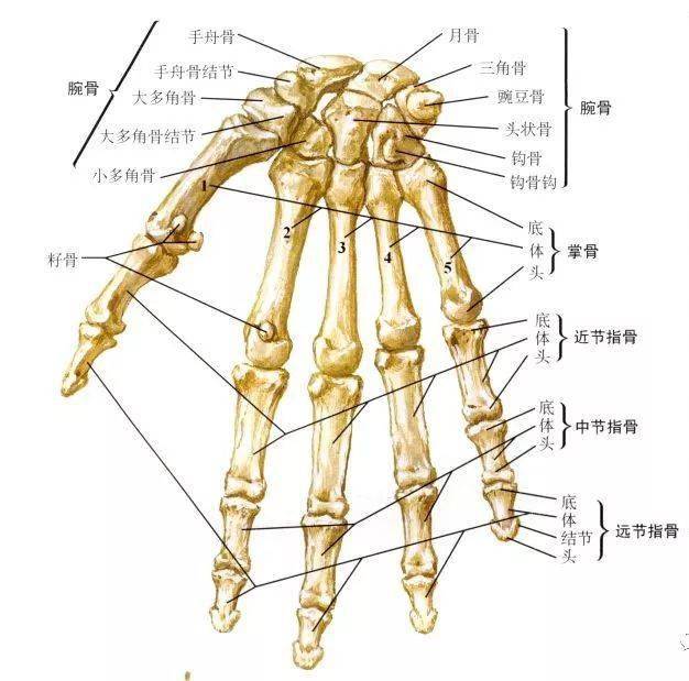 腕骨,掌骨,指骨腕骨与掌骨弓的凹面是远侧的陷凹,包围着头状骨和钩骨