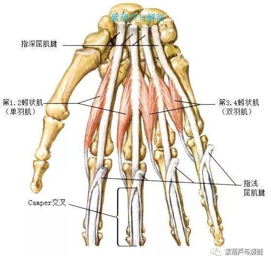 手,腕部基础解剖_拇指_运动_关节