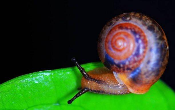 这些蜗牛美的不要不要的,让我开始怀疑人生!