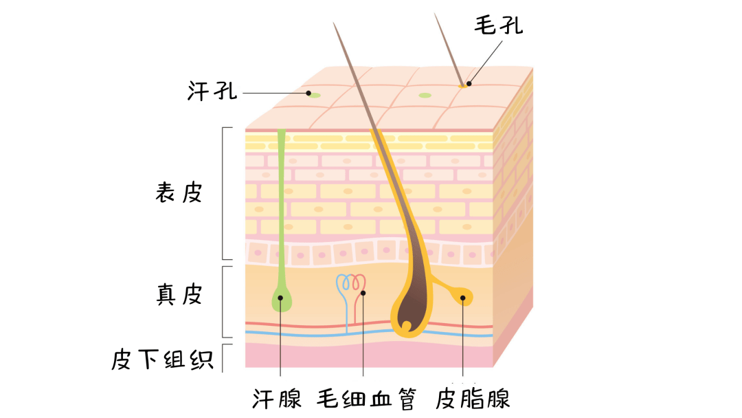 汗腺_问题_汗液