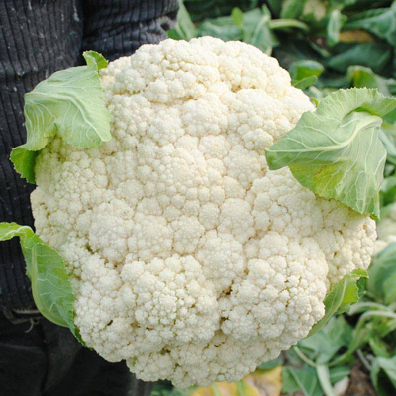 早熟耐热青梗半松型白花菜好品种花球圆整美观商品性很好