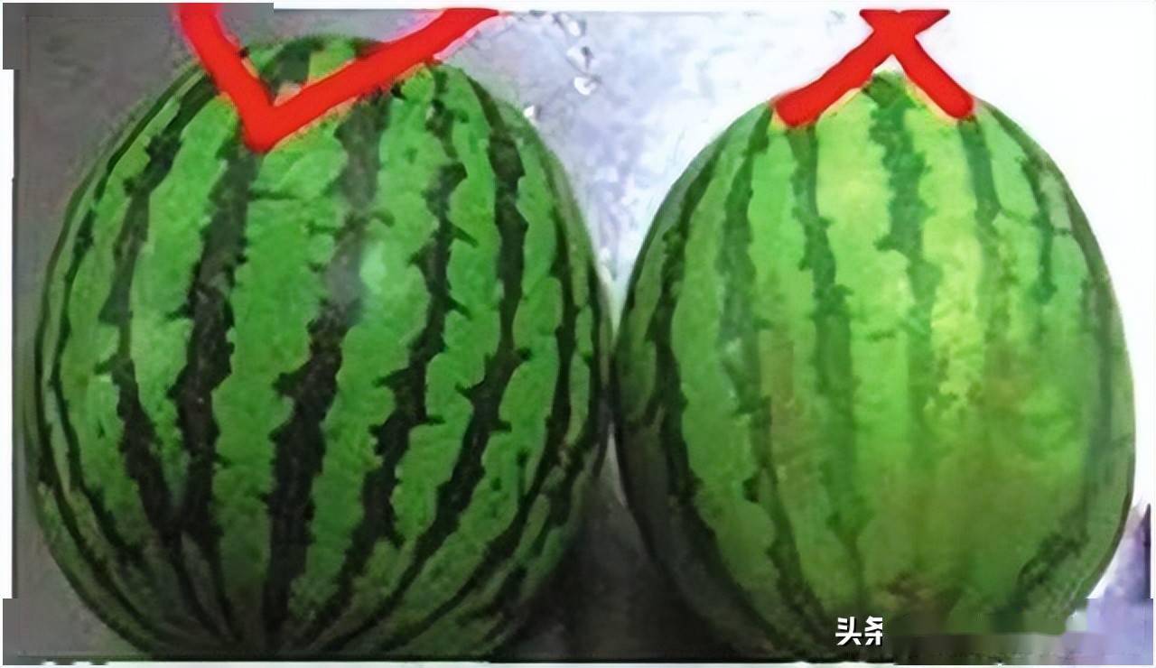 西瓜表面光滑, 色泽为青绿色, 瓜纹呈绿黑相间色,分布比较均匀,纹路