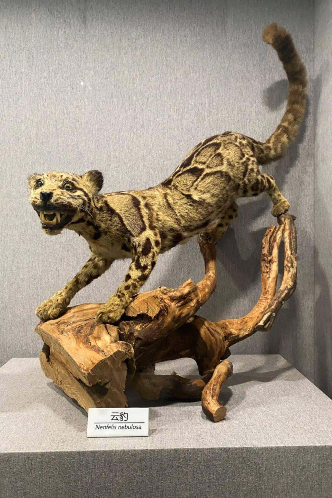 看到"镇馆之宝"——国家一级保护野生动物云豹等大量珍贵的动植物标本